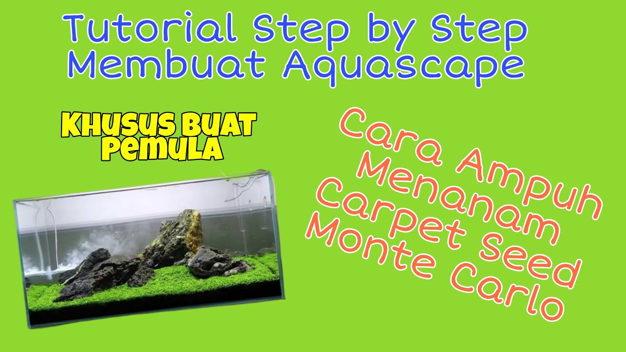 Tutorial Membuat Aquascape & Cara Menanam Carpet Seed Carlo Monte Untuk