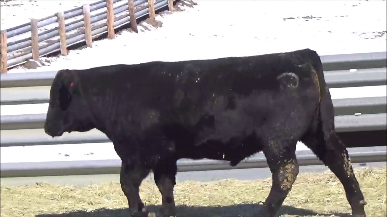 angus tasty Connealy Angus Lot 83