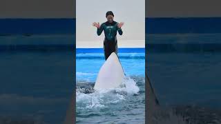 ルーナのバイバイ可愛すぎ♥ #Shorts #鴨川シーワールド #シャチ #Kamogawaseaworld #Orca #Killerwhale #Cute