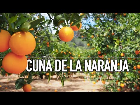 EXCURSIÓN DE 1 DÍA desde VALENCIA a CARCAIXENT, la CUNA DE LAS NARANJAS 🍊🍊🍊