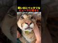 飼い主にベッタリなピューマと一緒に寝ると