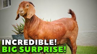 The Best GENETICS of Kalahari reds goats - Kalahari reds Goats