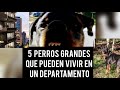 Razas De Perros Grandes Que Se Adaptan A Un Departamento/Piso 5 Big Dogs For Apartment