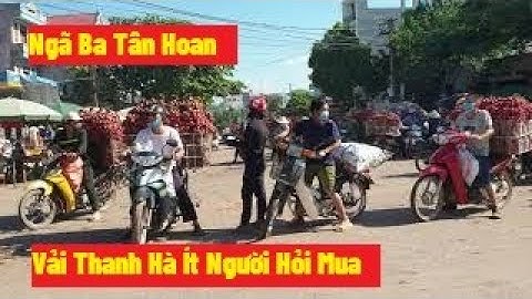 Vải Thanh Hà Ngã Ba Tân Hoa Không Ai Hỏi Mua l Giá Vải Thiều Lục Ngạn Bắc Giang