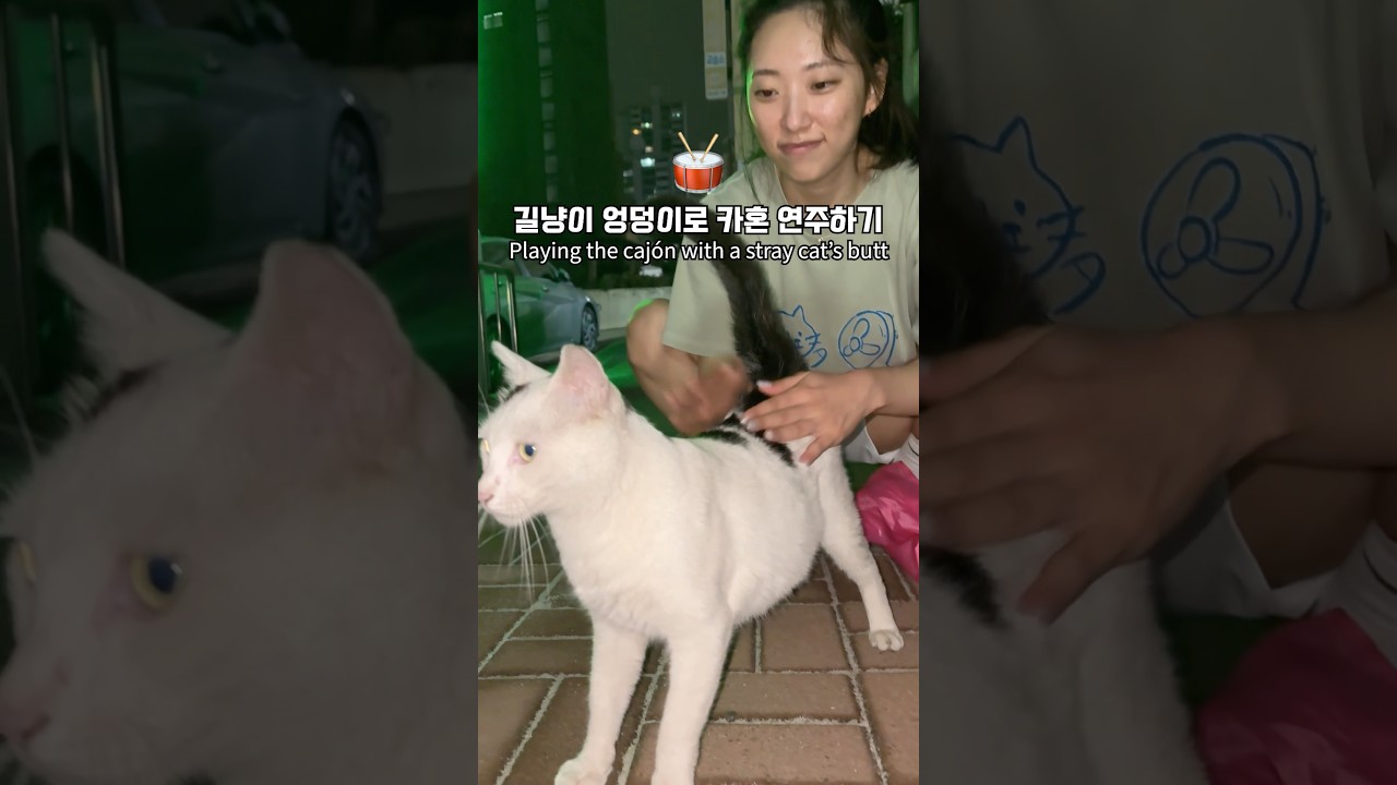 묘화살있는 사람의 길냥이 카혼 연주하기🥁✨