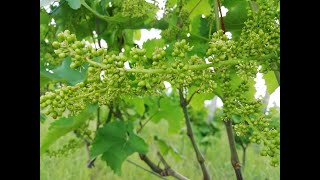 Flowering of ten year old vines