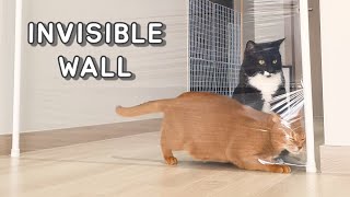 Cats vs Invisible Wall | Challenge In New Home