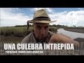 UNA CULEBRA MUY INTREPIDA - Subtitulos Español - Ingles