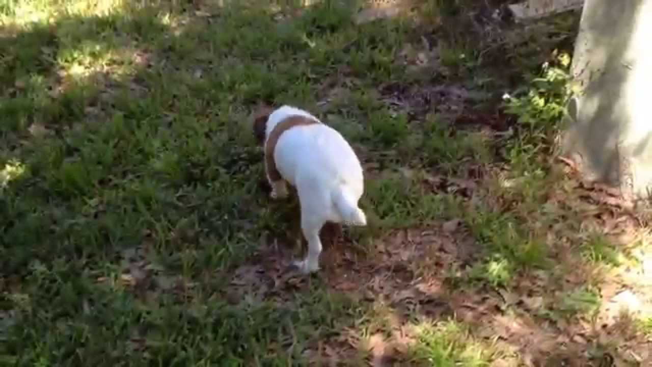 Jack Russell kills snake in yard. YouTube