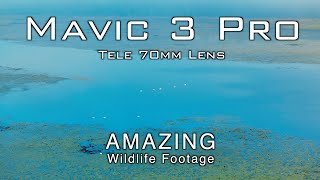 DJI Mavic 3 Pro | AMAZING Wildlife Footage | Tele 70mm Lens | Aerial Drone | Tallahassee, Florida