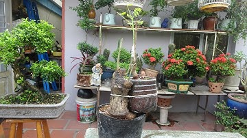 CÁCH GHÉP ÁP - THỰC HÀNH TRÊN CÂY CÓC RỪNG .