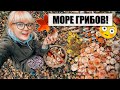 БЕШЕНЫЙ УРОЖАЙ ГРИБОВ! 😳😻 Много Белых, Волжанки, Рыжики, Подосиновики! В ЛЕС ЗА ГРИБАМИ с Папой! 🍁