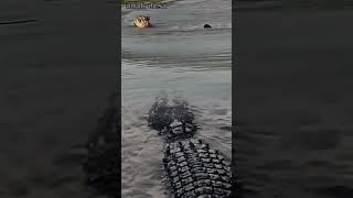 buaya besar menghintai macan #shots