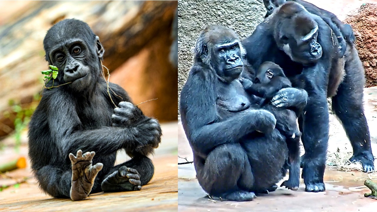 Маленькая горилла проверяет правила — реакция мамы и тётушек-горилл!