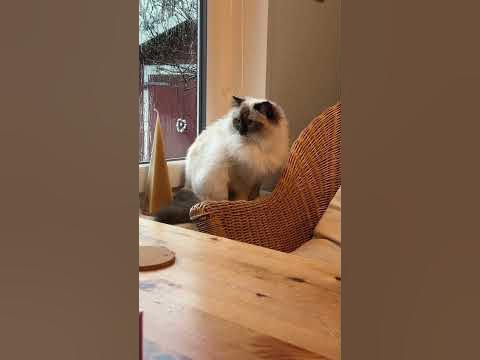 💕🌸Heilige Birma Kitten Chocolate Point #cats #kitten #kätzchen #cat #