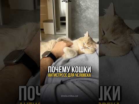Как кошка помогает справиться со стрессом🥰🐈