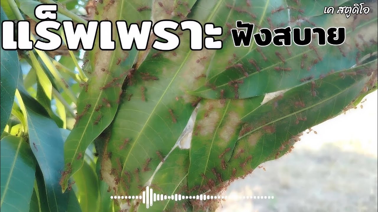 playlist รวมเพลงแร็พเพราะ ฟังสบาย ชุดที่6 | รวมเพลงฟังสบาย