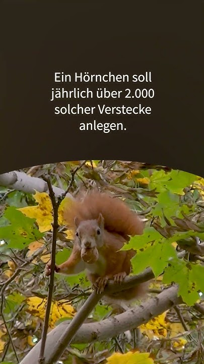 Eichhörnchen sind Gärtner? YouTube