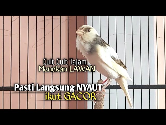 Kenari Gacor Cuit cuit Ngerol TAJAM, TERAPI AMPUH Kenari MACET, Pancingan Kenari Paud Belajar Bunyi class=