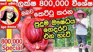 ✔ ඔබව කෙට්ටු කරන පුදුම ඖෂධය ගෙදරට එන හැටි Goraka weight loss fruit (garcinia cambogia) by Apé Amma