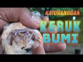 Download Lagu Perkutut KERUK BUMI Dan Ciri Matinya - Istimewa Asli Lokal Alam