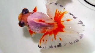 2019.01基隆海科館-迎春金魚特展-60種特殊嬌貴金魚!Goldfish ...