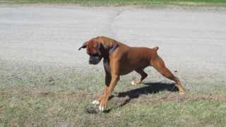 HILARIOUS BOXER DOG SCARED OF A BIRDS NEST!!!