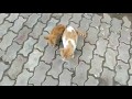 Angry Cat Slapping his Kitten Twice