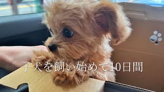 【ご報告】家族が増えました🧸| 子犬を飼い始めて10日間🏠|子犬と過ごすOLの日常💄| vlog