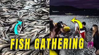 Hundreds Of Live Fish Gathering By A Shore As People Collect Them