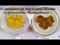 Photosynthesis and Experimentation Quiz