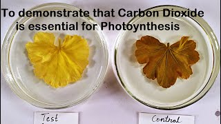 Carbon dioxide is essential for Photosynthesis Practical Experiment
