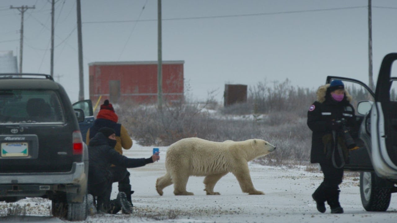 Кадр из трейлера «Nuisance Bear»
