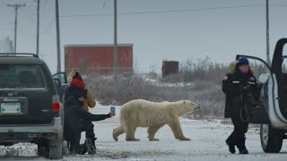 Nuisance Bear //  Trailer