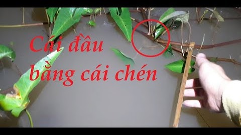 Cắm câu cá lóc thấy kéo lúc cần là mê