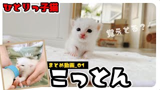 ひとりっ子猫「こっとん」舞い降りた白い天使君【保護猫生活】【まとめ動画その１】 by 【子猫のミルボラ】ねこであ ★nekodea 10,843 views 2 months ago 10 minutes, 37 seconds