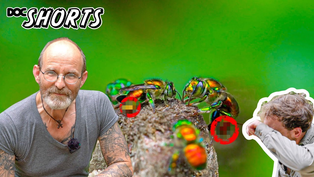 DOC SHORTS | Folge 8 - Liebe liegt in der Luft: Prachtbienen