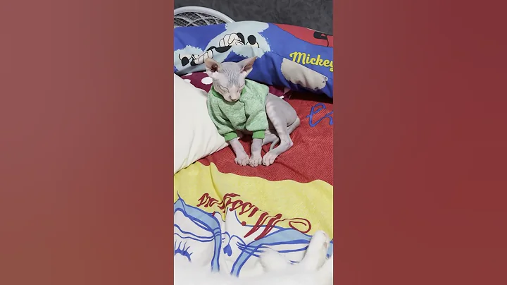 Watch the video about Baby Sphynx Cat Conan Falling Asleep So Lovely 😴💖