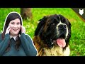 ST BERNARD TEMPERAMENT DEEPDIVE