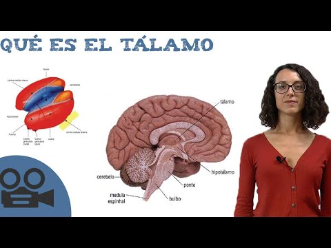 Video: ¿Cuántos tálamos tenemos?