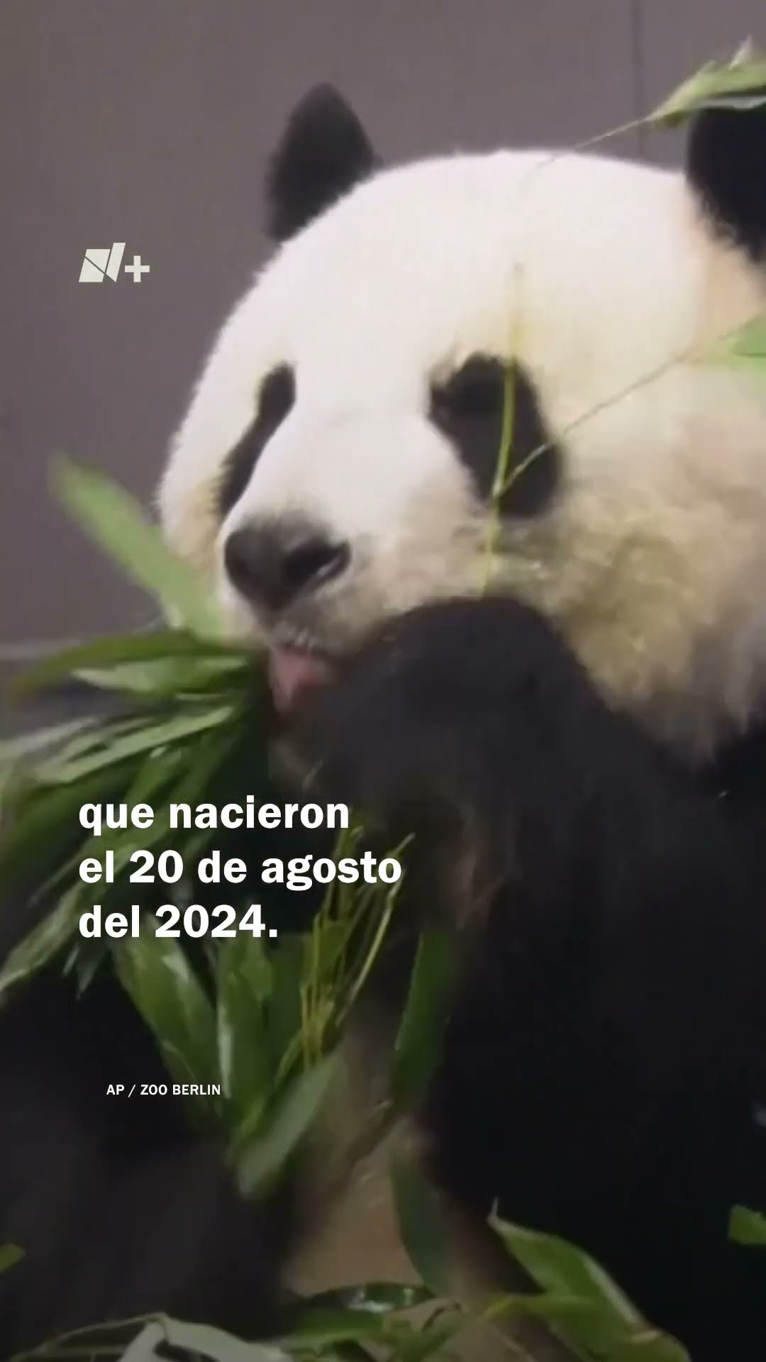 Mamá panda cuida a sus gemelas latosas en zoológico de Berlín - N+ #shorts