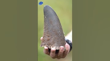 Sự Thật Đau Lòng: Phải Cưa Sừng Để Tê Giác Được Sống