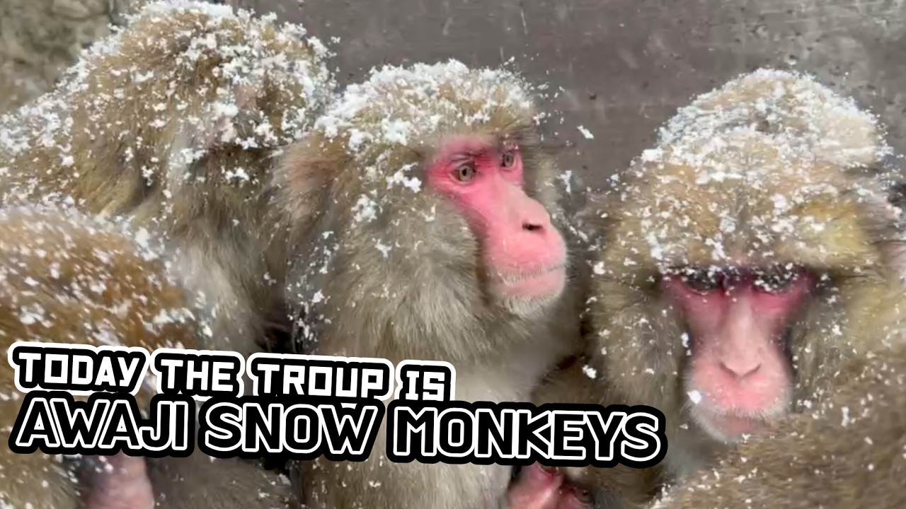 sometimes Awaji Snow Monkeys