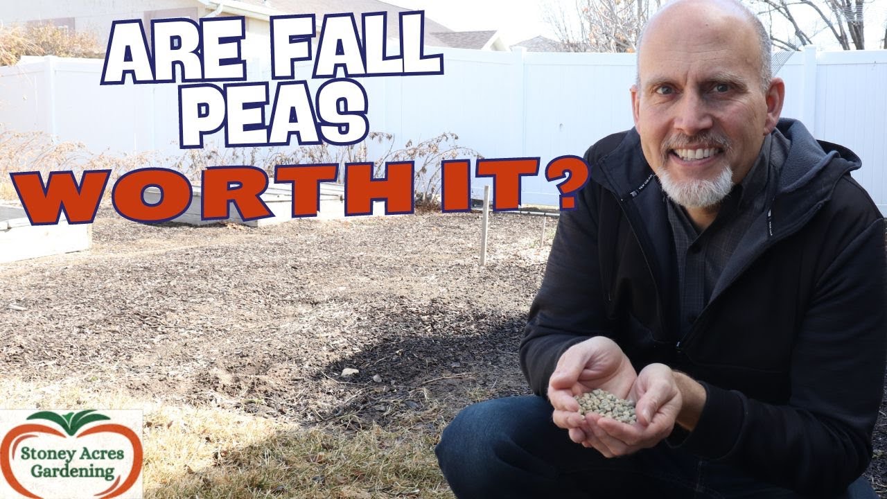 When To Plant Fall Peas And Is It Worth It YouTube when-to-plant-fall-peas-and-is-it-worth-it-youtube