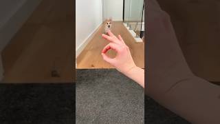 Cute Corgi Action