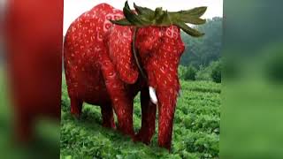 Strawberry Elephant VS Smurf Cat (EDIT)