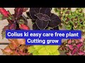 my colours collection with care tips ( how to grow and care colours plant ;;;(purple garden)