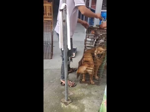 Video: Yulin festival psećeg mesa