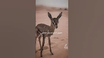 يا شبيه الريم في وادي محايل 
