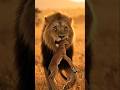 The Lion King| A lion and swana story #china #lion #emotionalstory #shorts